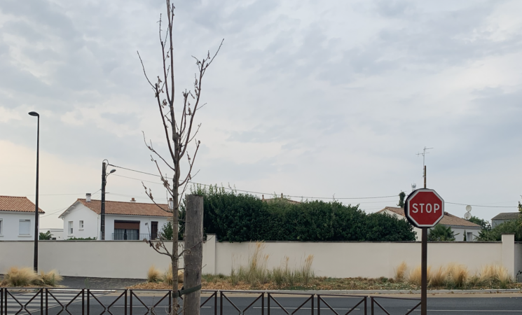 Connaissez-vous la forêt de Luçon ?