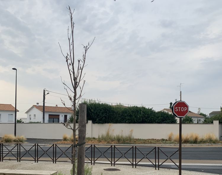 Connaissez-vous la forêt de Luçon ?